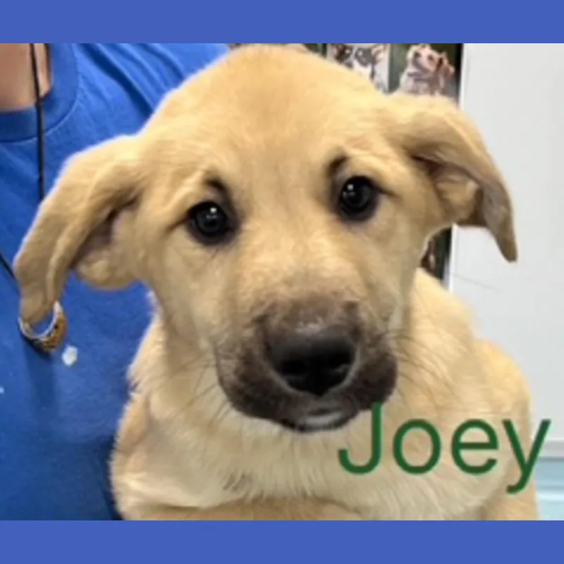 A baby medium-sized male Apricot / Beige Collie dog named Joey for adoption in Albany, NY