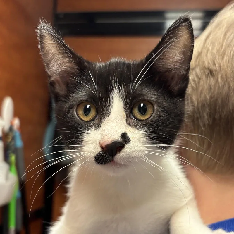 A baby medium-sized male Domestic Short Hair cat named Pistachio for adoption in Sonora, CA