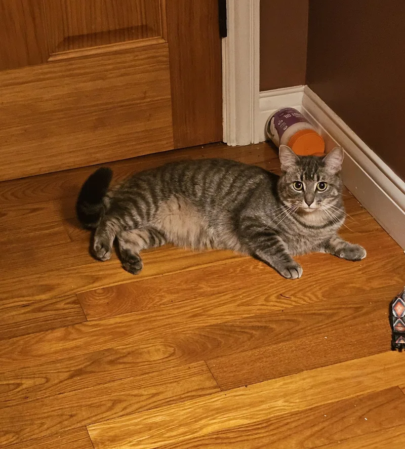 A young medium-sized female Tabby (Gray / Blue / Silver) Domestic Short Hair cat named Nugget for adoption in Logan, OH