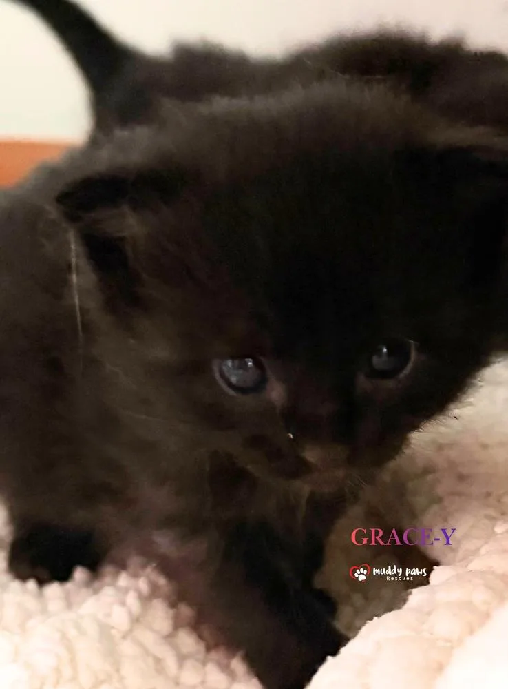 A baby small-sized female Black Domestic Short Hair cat named Storm Survivors: GraceY for adoption in Council Bluffs, IA