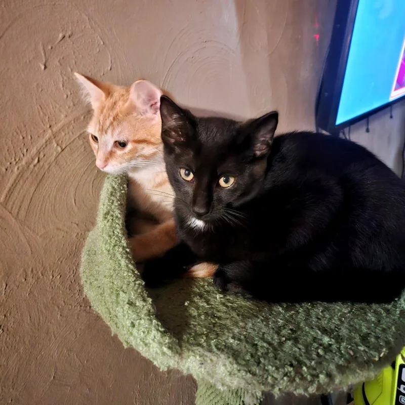 A baby small-sized male Black Domestic Short Hair cat named Black Bean for adoption in Green Bay, WI