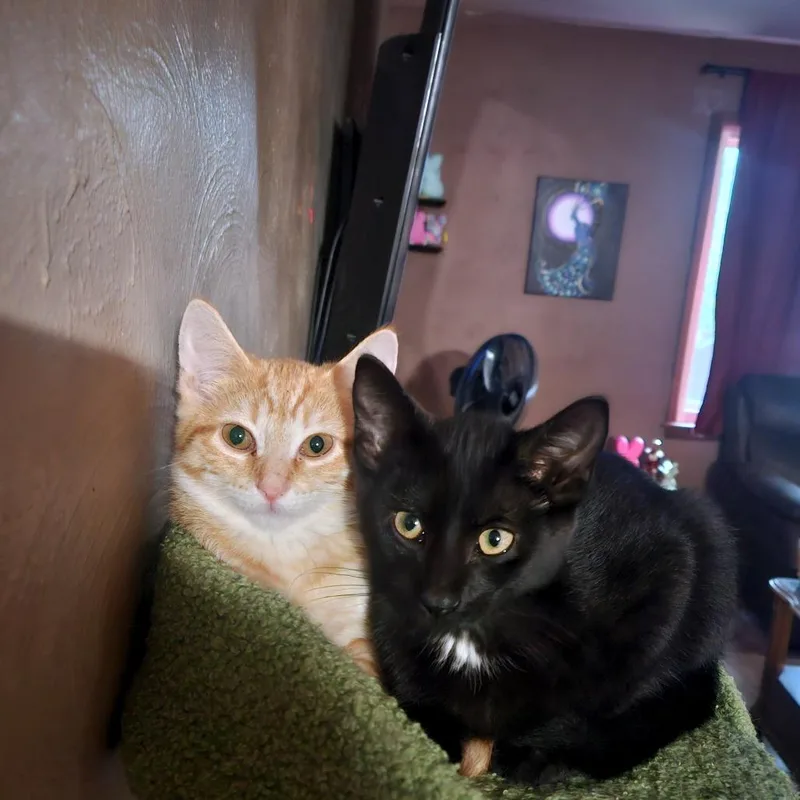 Black Bean thumbnail 2