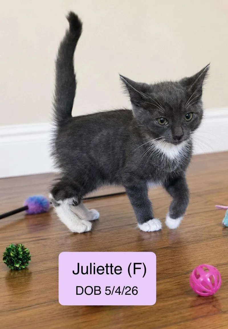 Juliette