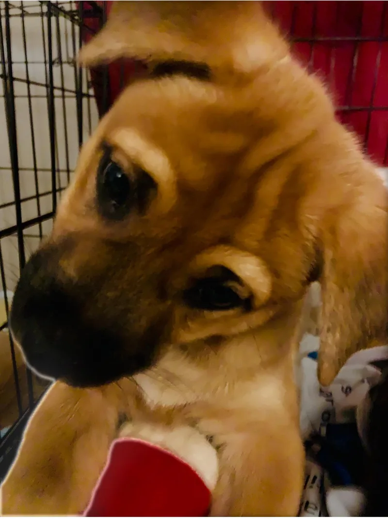 A baby medium-sized female Golden Mixed Breed dog named Junie Moon for adoption in Toluca Lake, CA