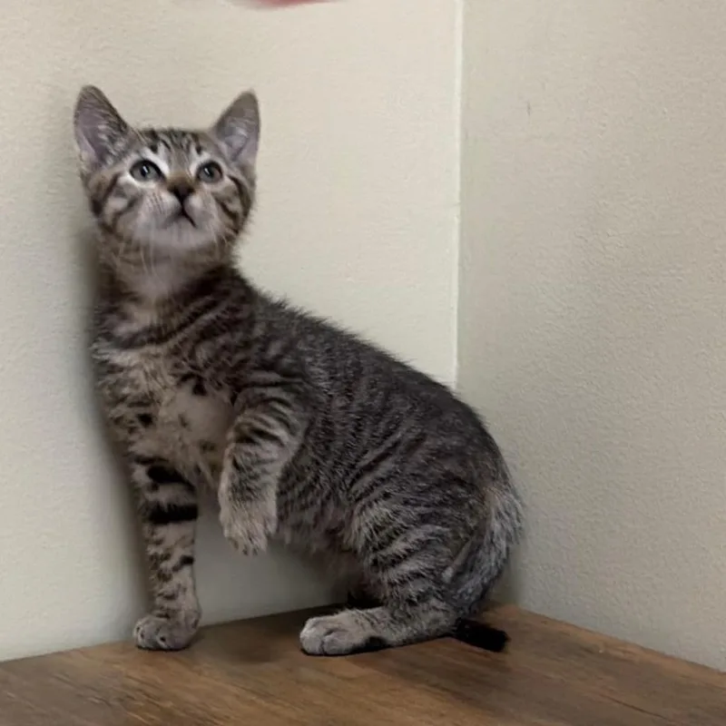 A baby small-sized male Brown / Chocolate Domestic Short Hair cat named Diego for adoption in Pleasanton, CA