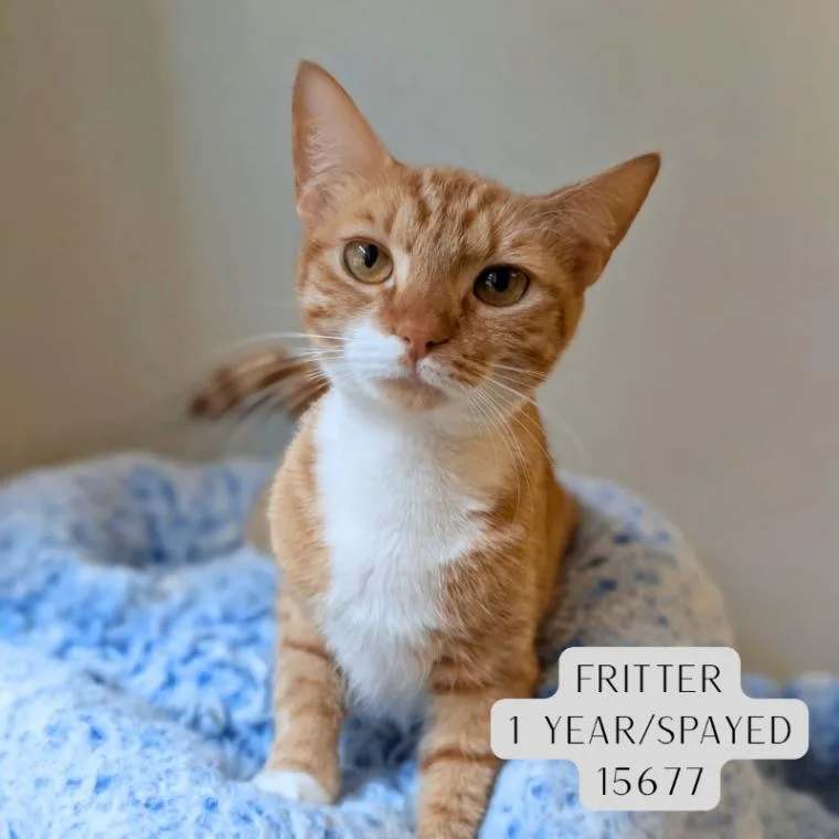 An adult medium-sized female Orange / Red Domestic Medium Hair cat named Fritter for adoption in Supply, NC