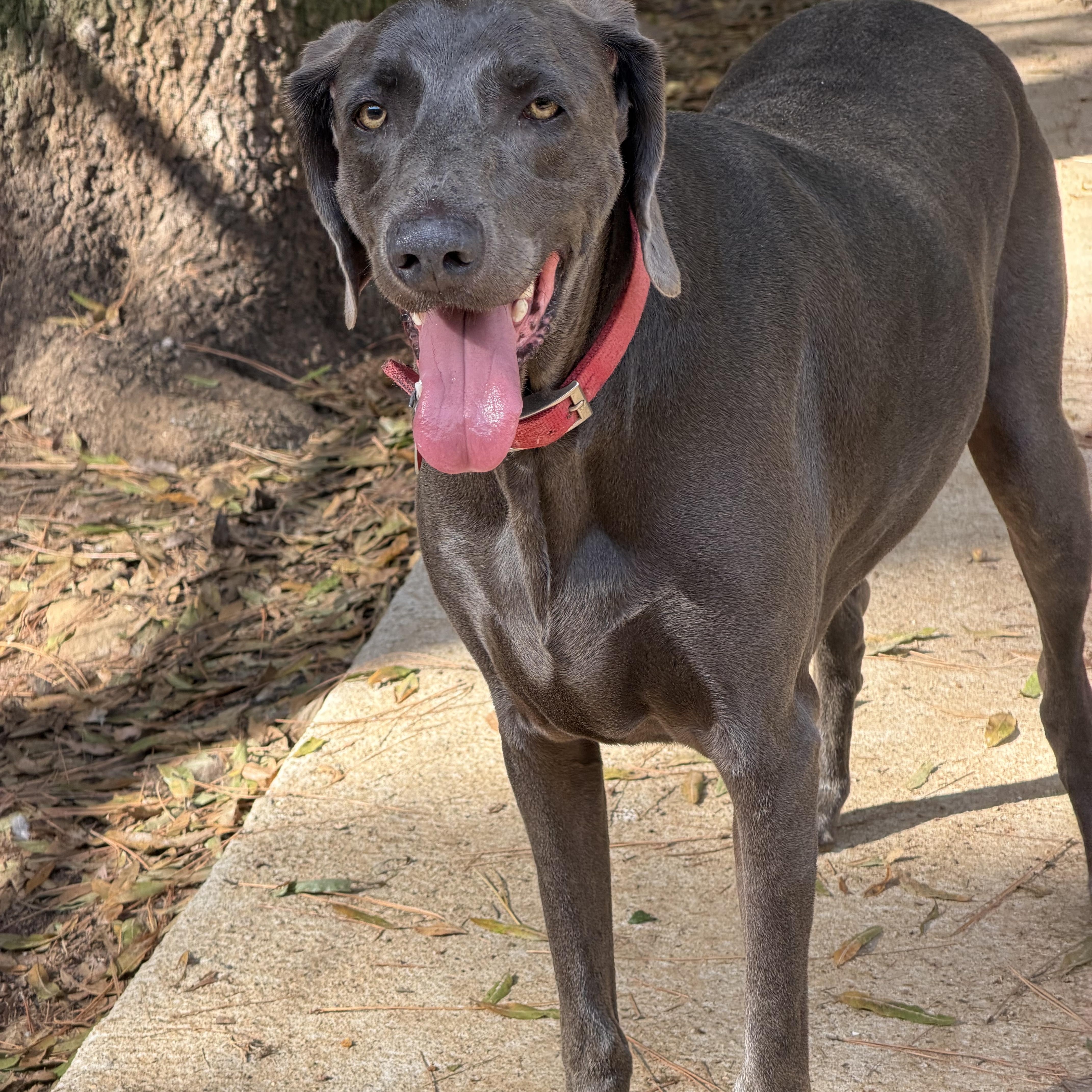 An adult large-sized male Gray / Blue / Silver Weimaraner dog named Sergio for adoption in Birmingham, AL