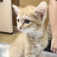 A baby small-sized male Orange / Red Domestic Short Hair cat named Cheeto for adoption in Tyler, TX