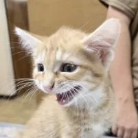 Cheeto thumbnail 2