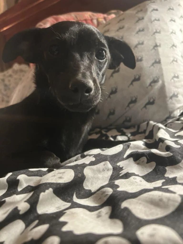 A young small-sized male Black Miniature Pinscher dog named Blacky for adoption in Hazelwood, MO