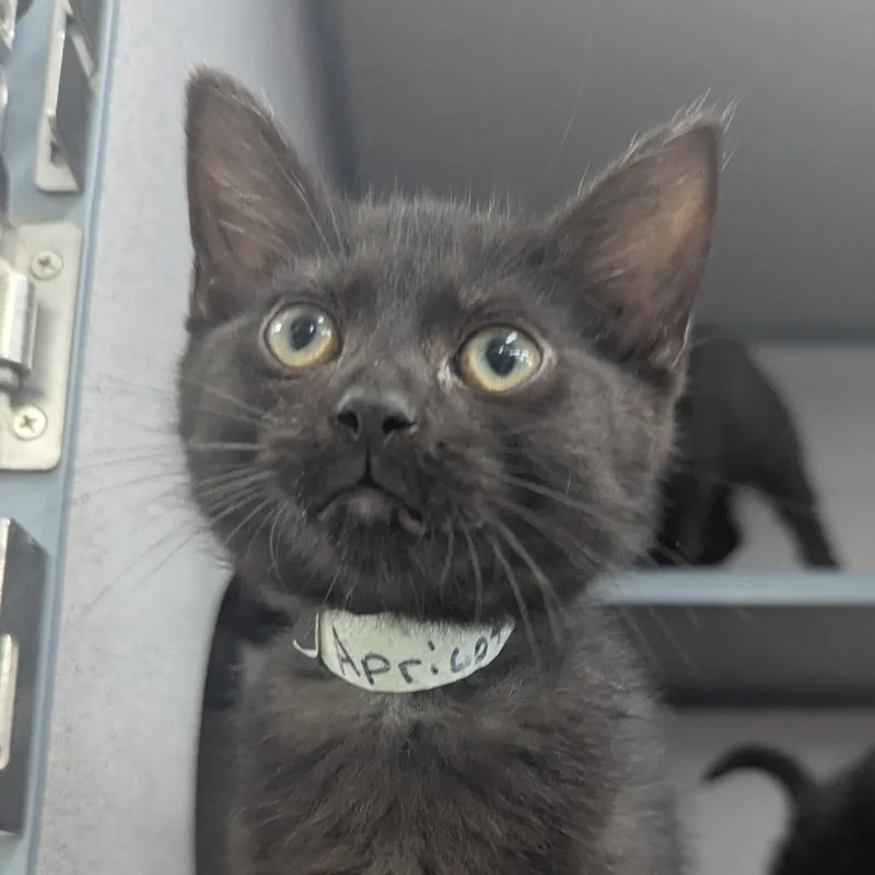 A baby small-sized male Domestic Short Hair cat named Apricot Archie for adoption in Evansville, IN
