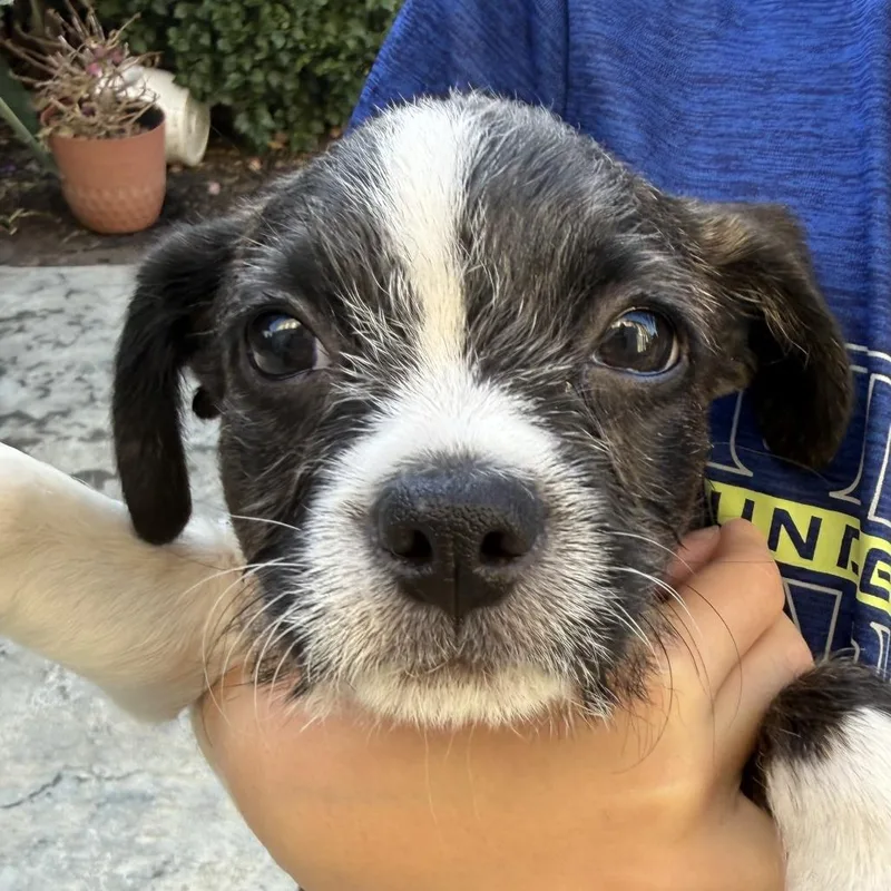 A baby medium-sized male Brindle Boston Terrier dog named Norman for adoption in San Mateo, CA