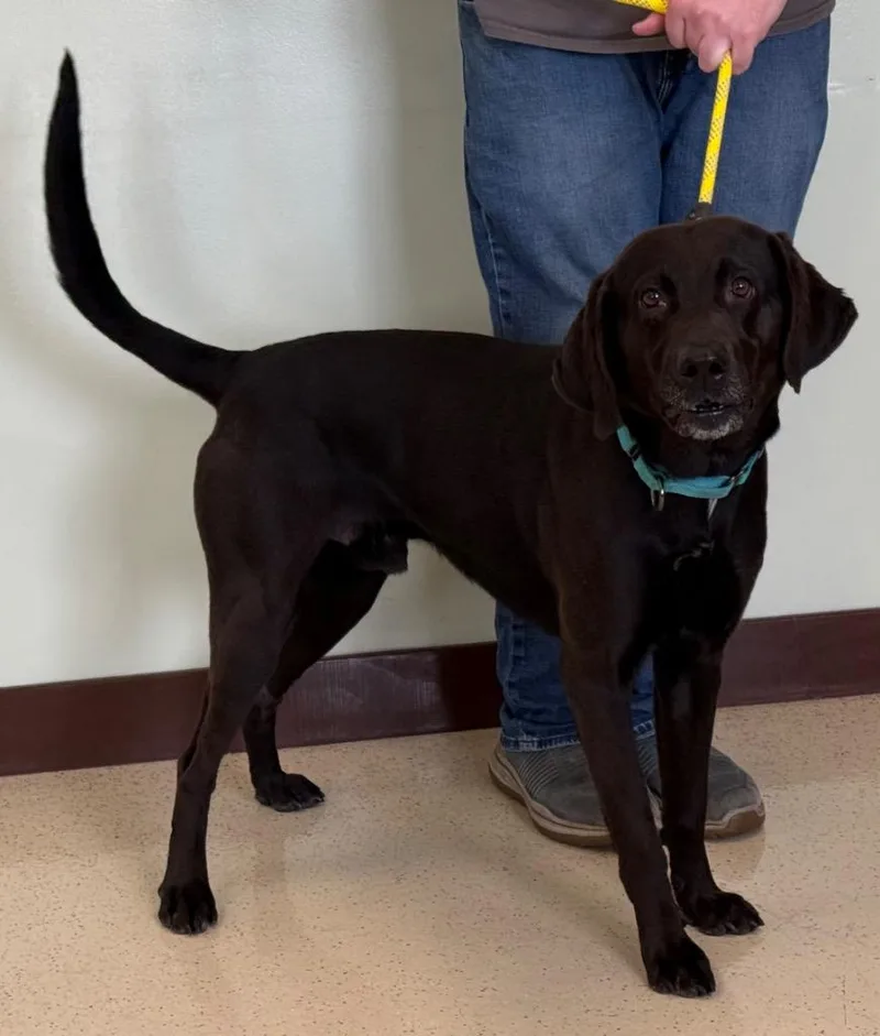 An adult medium-sized male Black Labrador Retriever dog named Abe for adoption in Amery, WI