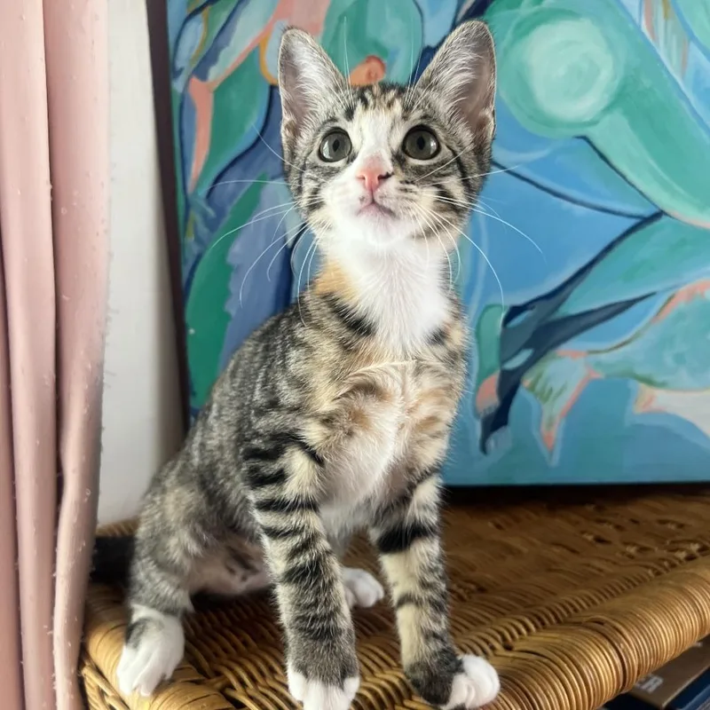 A baby small-sized female Calico Domestic Short Hair cat named Chikki for adoption in Costa Mesa, CA