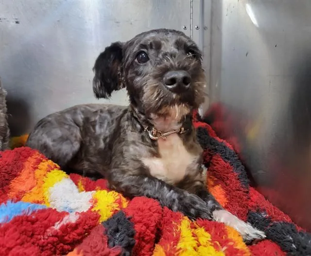 A young small-sized female Poodle dog named Cookie for adoption in Tustin, CA