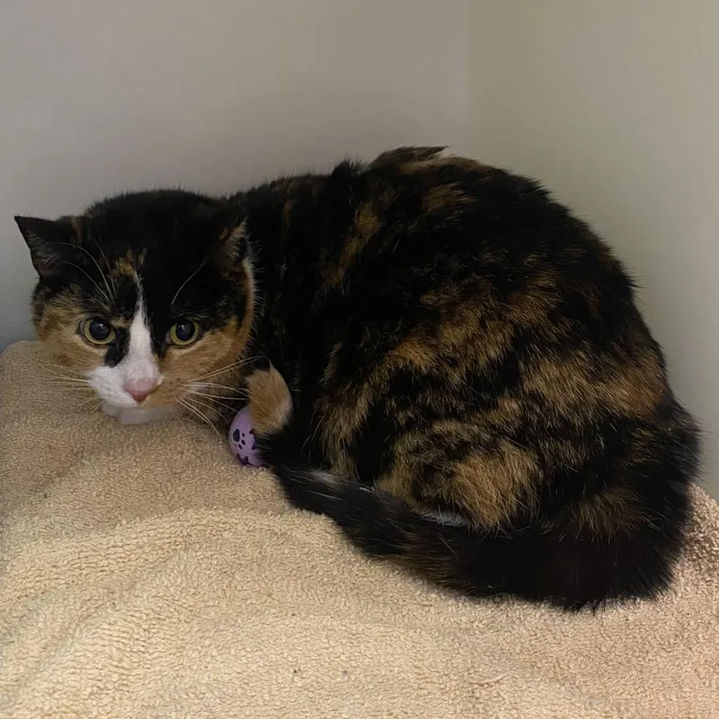 An adult medium-sized female Calico Domestic Short Hair cat named Brie for adoption in Harrisonburg, VA