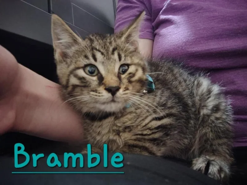 Bramble