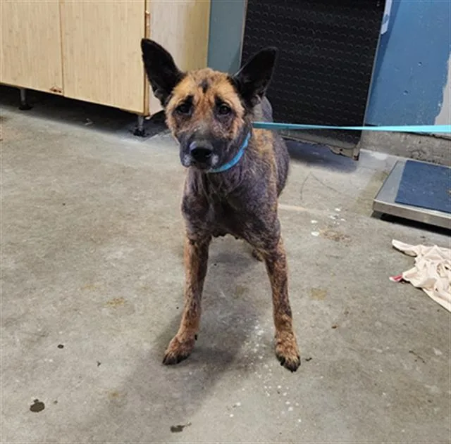 A young large-sized female German Shepherd Dog dog named Cora for adoption in Camarillo, CA