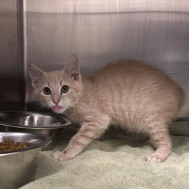 A baby small-sized male Buff / Tan / Fawn Domestic Short Hair cat named Spice for adoption in Charleston, WV