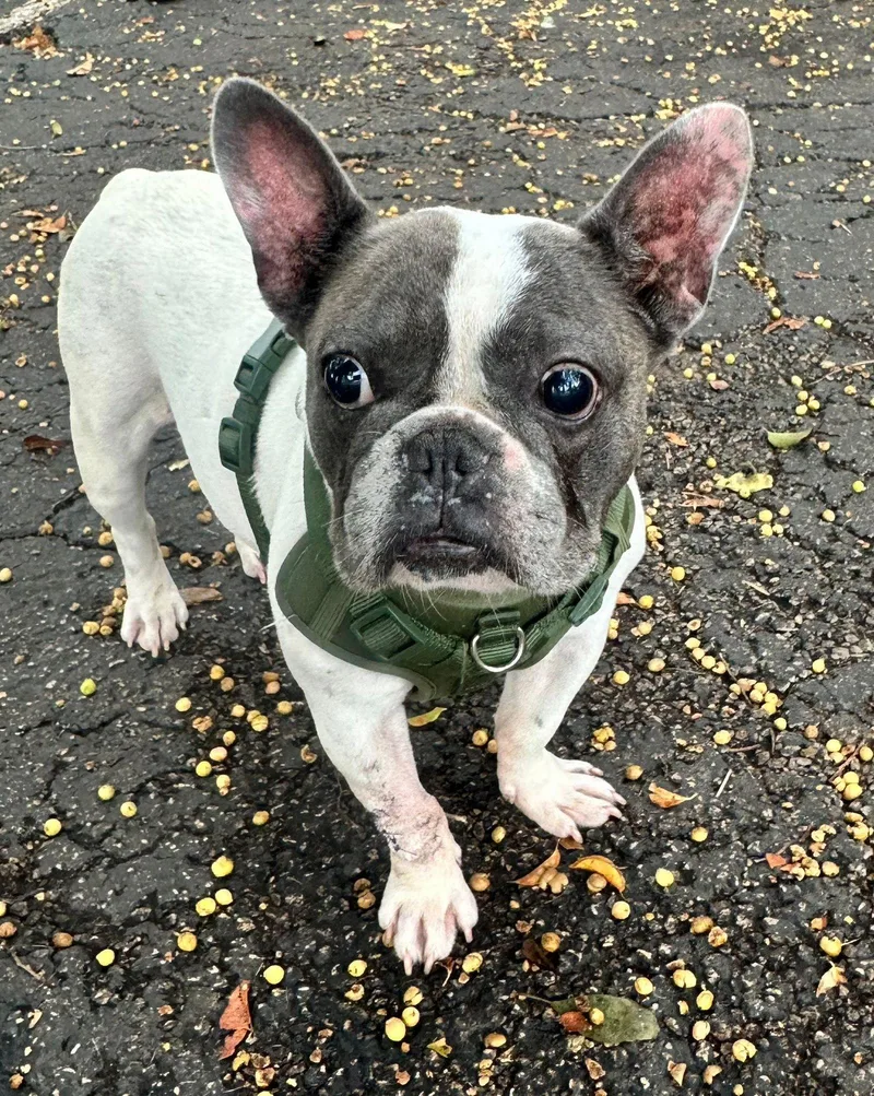 An adult small-sized female French Bulldog dog named Luna for adoption in Margate, FL