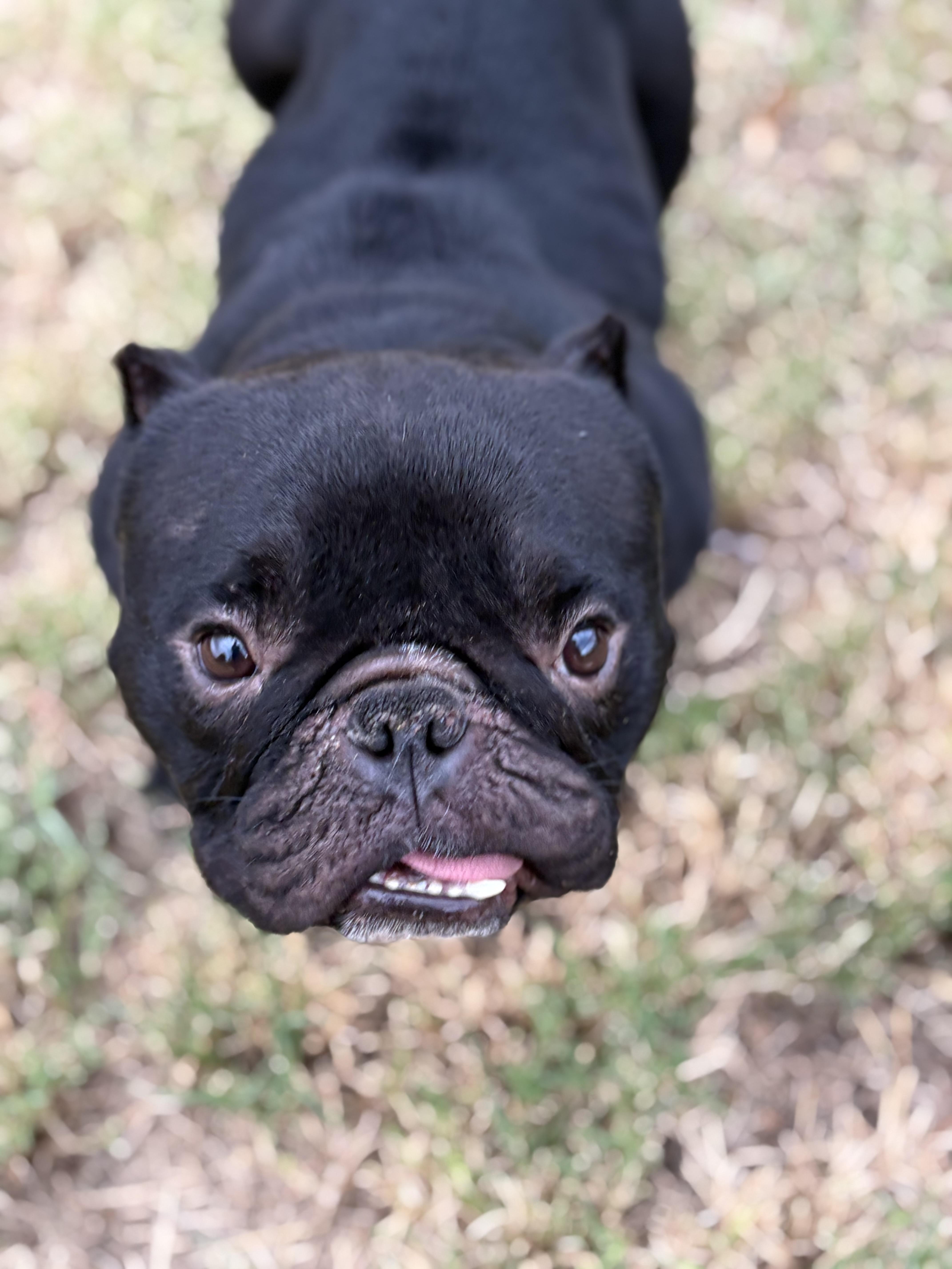 An adult medium-sized male English Bulldog dog named Kermit for adoption in Mesa, AZ