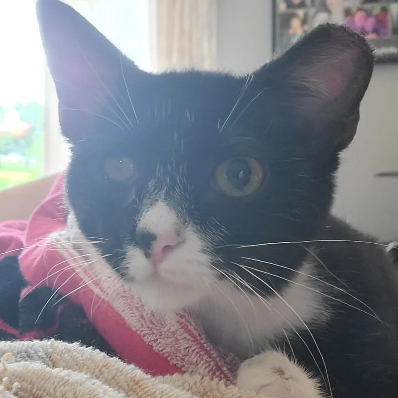 A baby small-sized male Black Domestic Short Hair cat named Oakley for adoption in Richmond, MO
