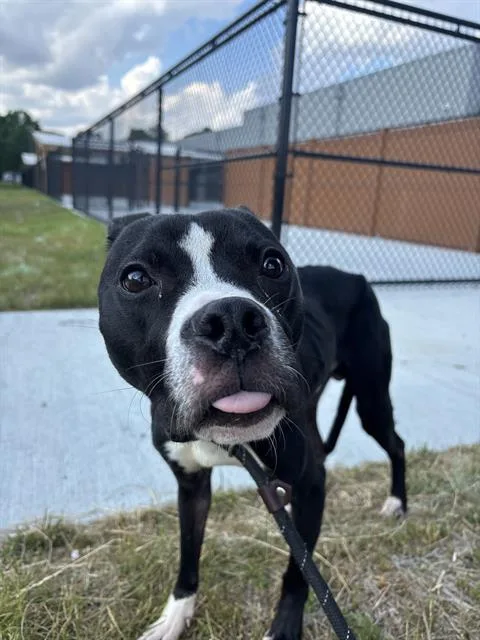 An adult medium-sized male Pit Bull Terrier dog named Lucki for adoption in Indianapolis, IN