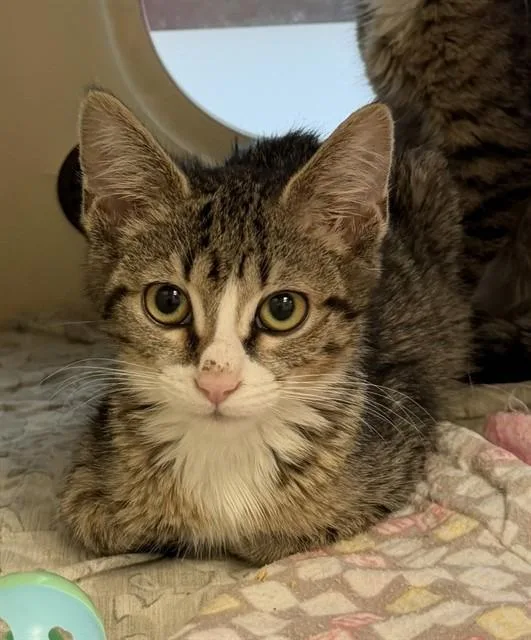 A baby small-sized male Domestic Short Hair cat named Elliot for adoption in Louisville, KY