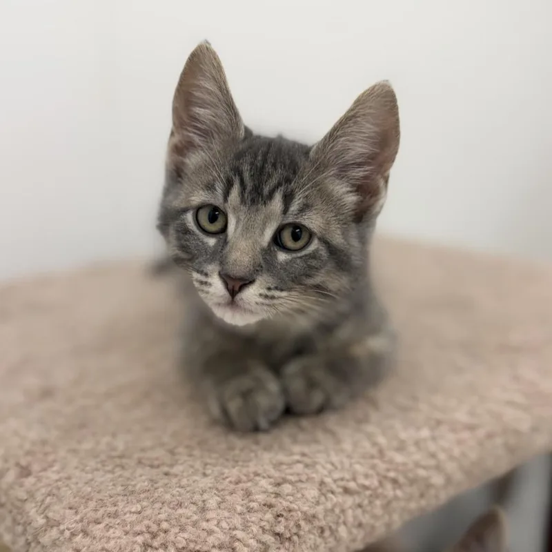 A baby small-sized male Domestic Short Hair cat named Venture for adoption in Portage, MI