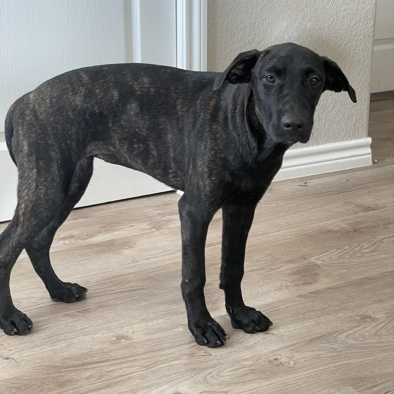 A baby large-sized female Mastiff dog named Cuddly Canela for adoption in Burlington, NC