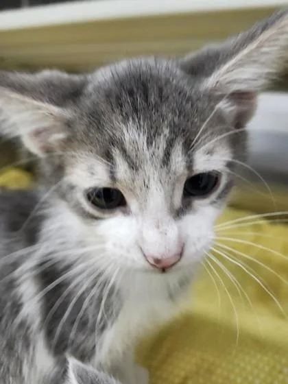 A young medium-sized male Domestic Short Hair cat named Copper for adoption in Columbus, IN