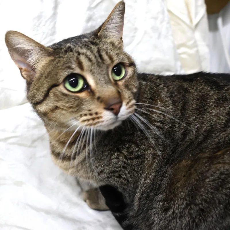 An adult large-sized female Brown / Chocolate Domestic Short Hair cat named Ziggy C for adoption in Princeton, MN