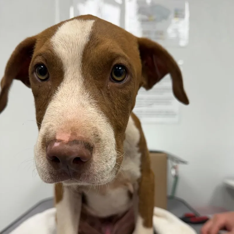 A baby small-sized male Brown / Chocolate Terrier dog named Pulgarcito for adoption in Abilene, TX
