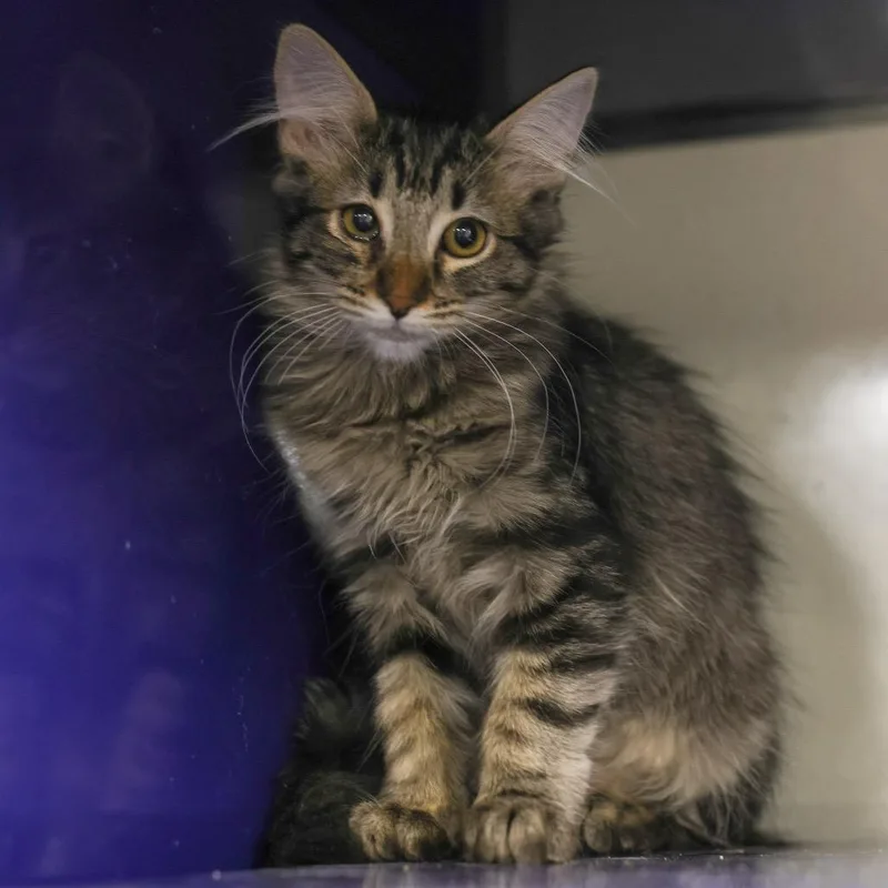 A baby small-sized female Gray / Blue / Silver Domestic Short Hair cat named Rebecca for adoption in Los Angeles, CA