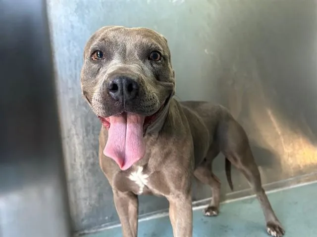 An adult large-sized female Pit Bull Terrier dog named Trixie for adoption in Baldwin Park, CA