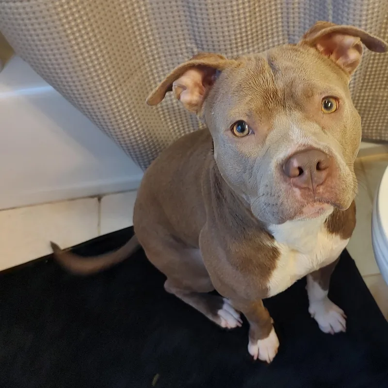 Harriet Potter thumbnail 5