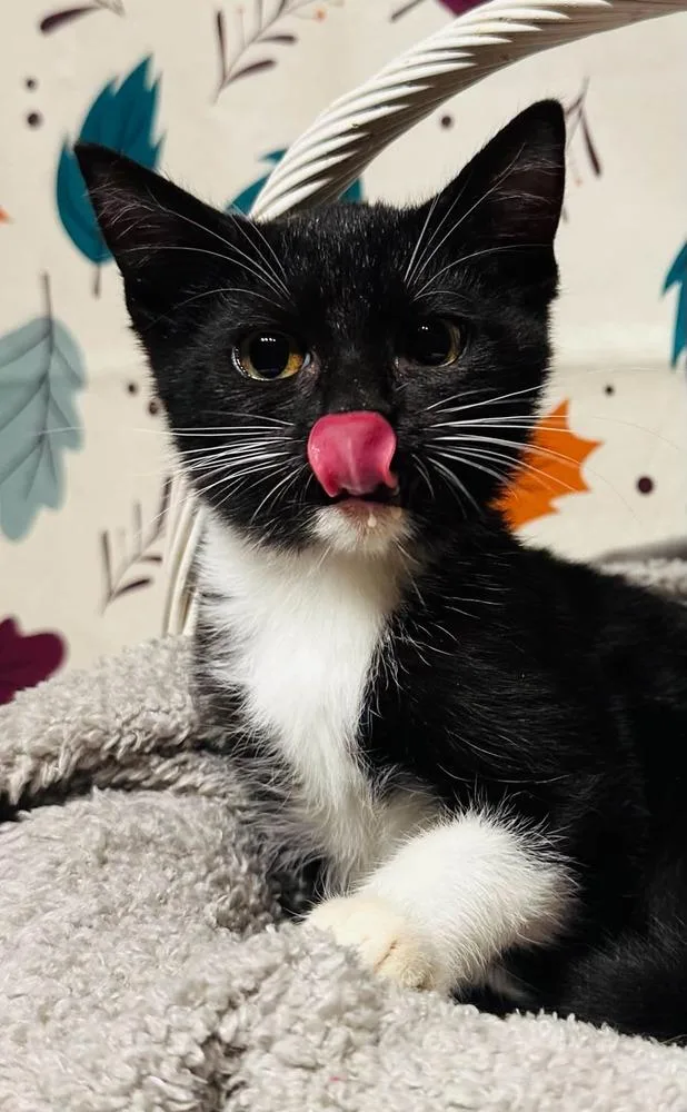 A baby small-sized female Domestic Short Hair cat named Granny for adoption in Groveland, MA