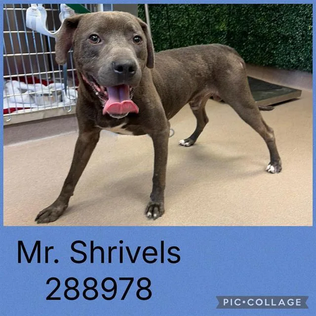 An adult large-sized male Mixed Breed dog named Mr. Shrivels for adoption in Macon, GA