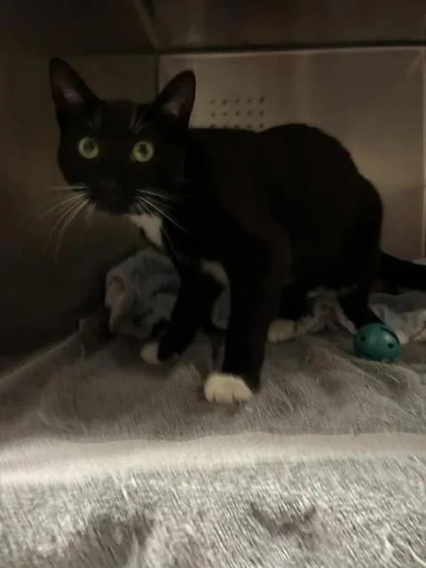 A young small-sized female Domestic Short Hair cat named Amy for adoption in Rancho Cucamonga, CA