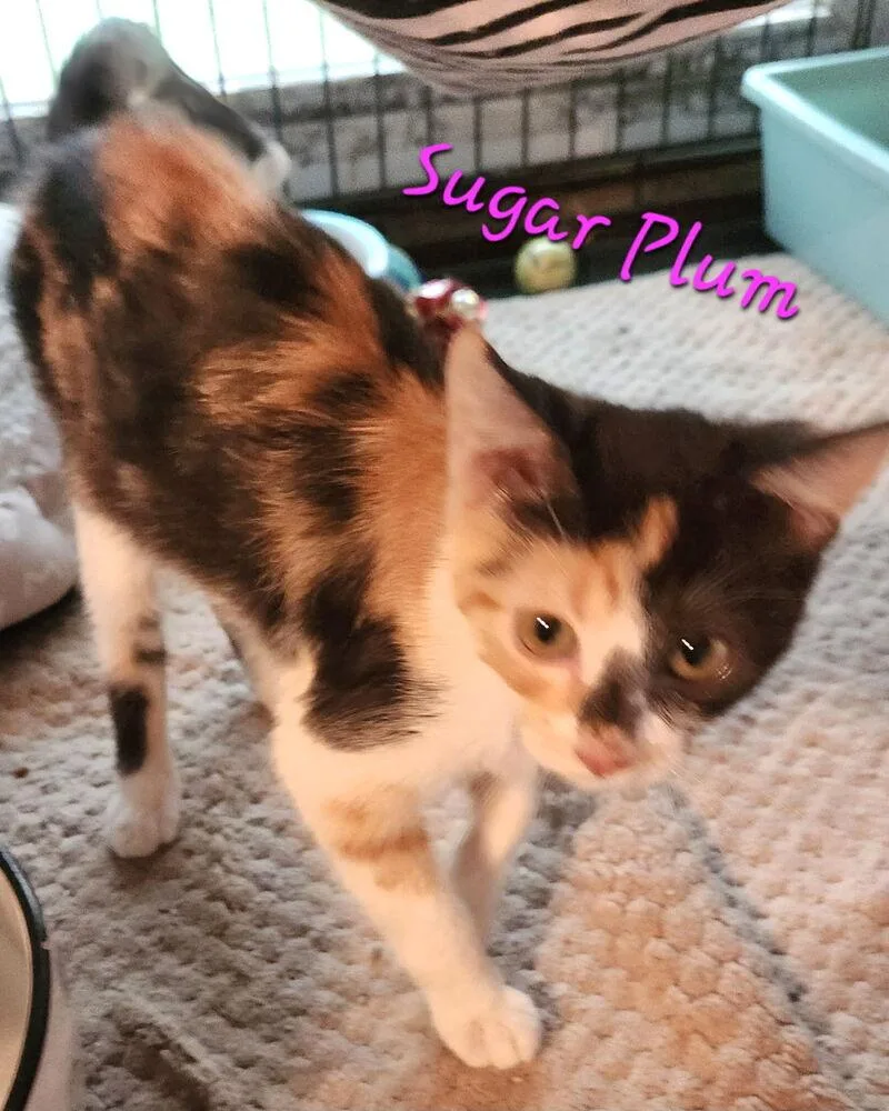 Sugar Plum thumbnail 2