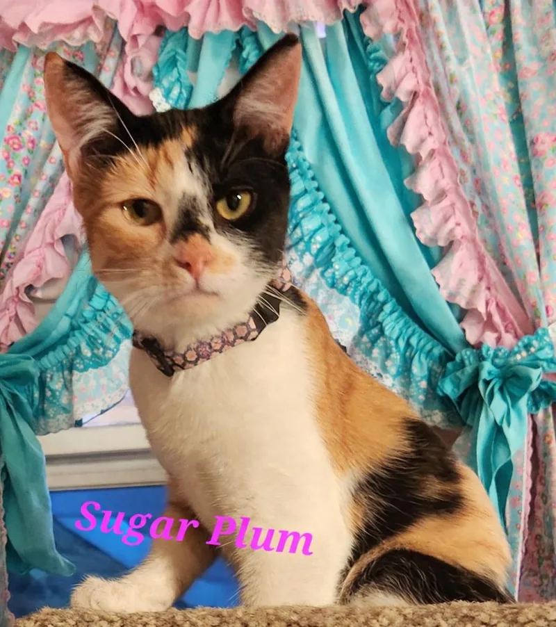 Sugar Plum thumbnail 3