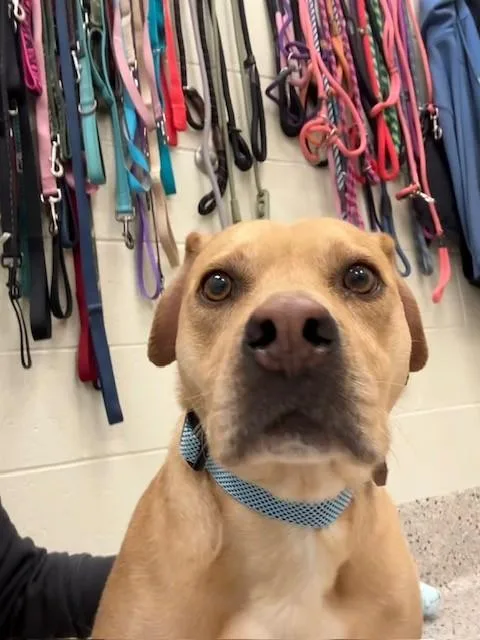 An adult medium-sized male Labrador Retriever dog named Malichi for adoption in Brighton, CO