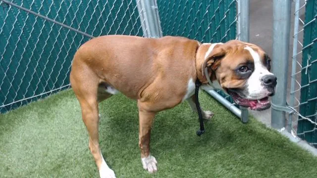 An adult medium-sized male Boxer dog named Baby for adoption in Downey, CA