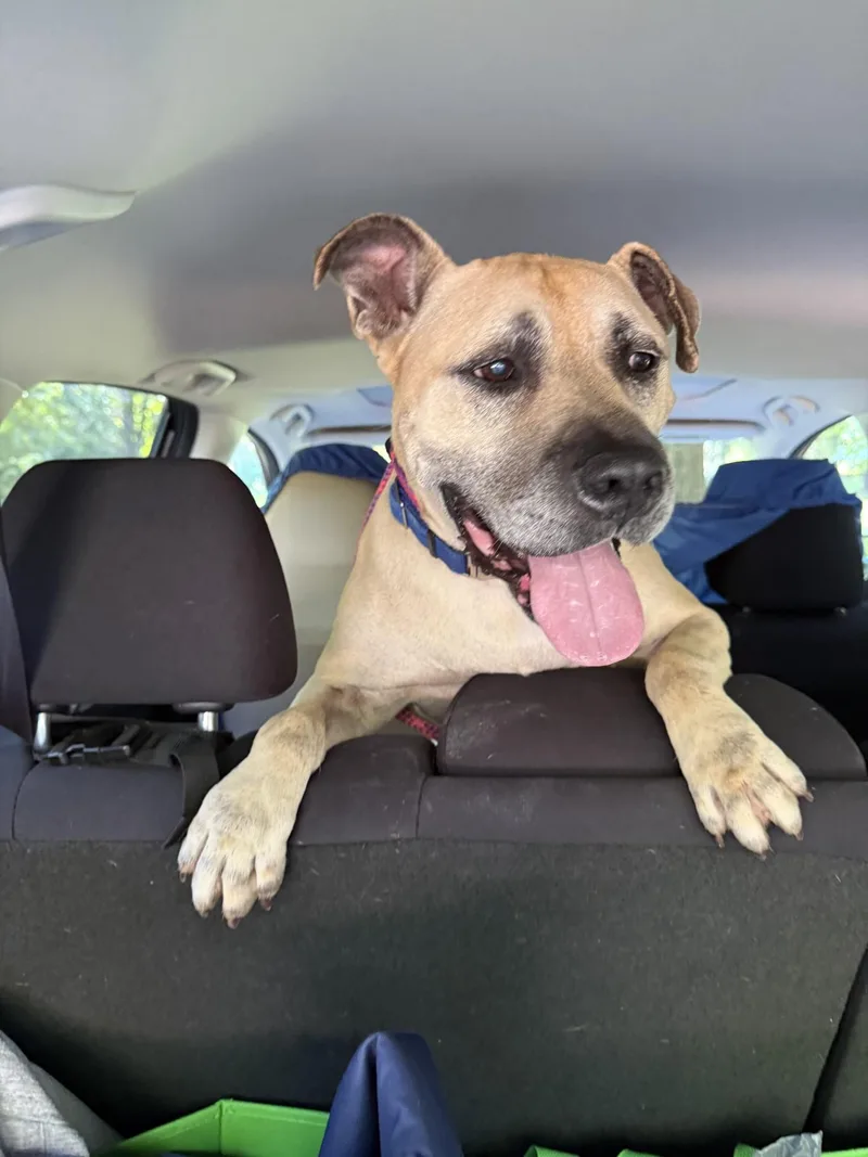 A senior medium-sized male Apricot / Beige American Staffordshire Terrier dog named Happy for adoption in Salisbury, NC
