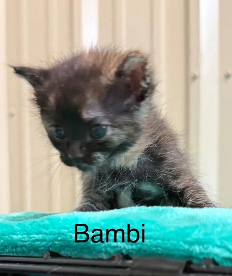 A baby small-sized female Domestic Short Hair cat named Bambi for adoption in Saint Francisville, LA
