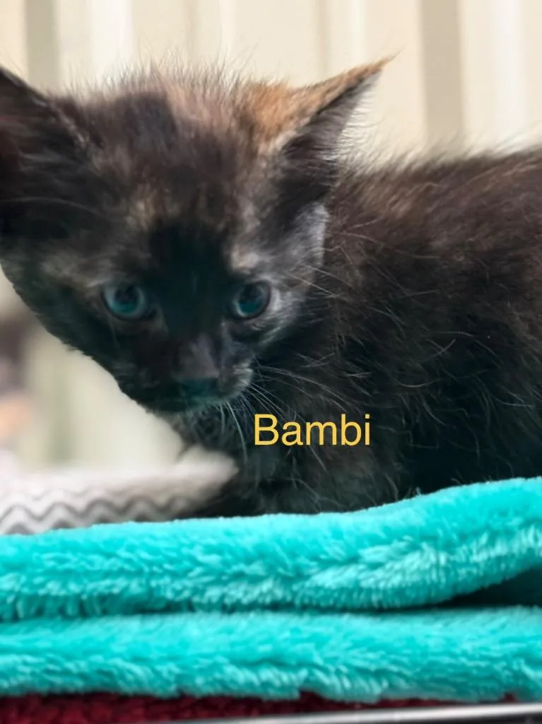 Bambi thumbnail 2