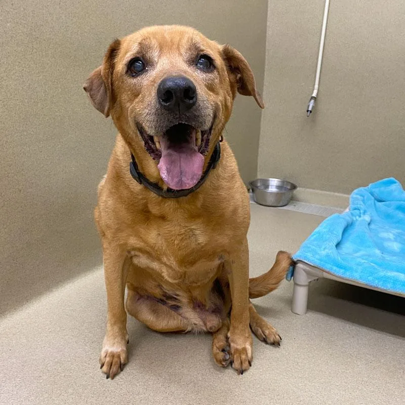 A senior large-sized male Red / Chestnut / Orange Retriever dog named Tucker for adoption in Monroe, GA