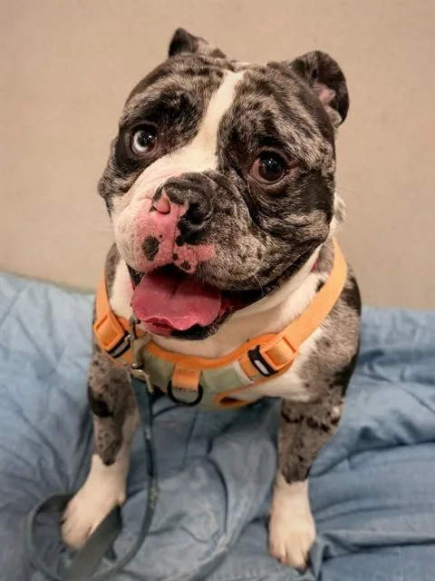 An adult medium-sized male English Bulldog dog named Brutus for adoption in Boston, MA