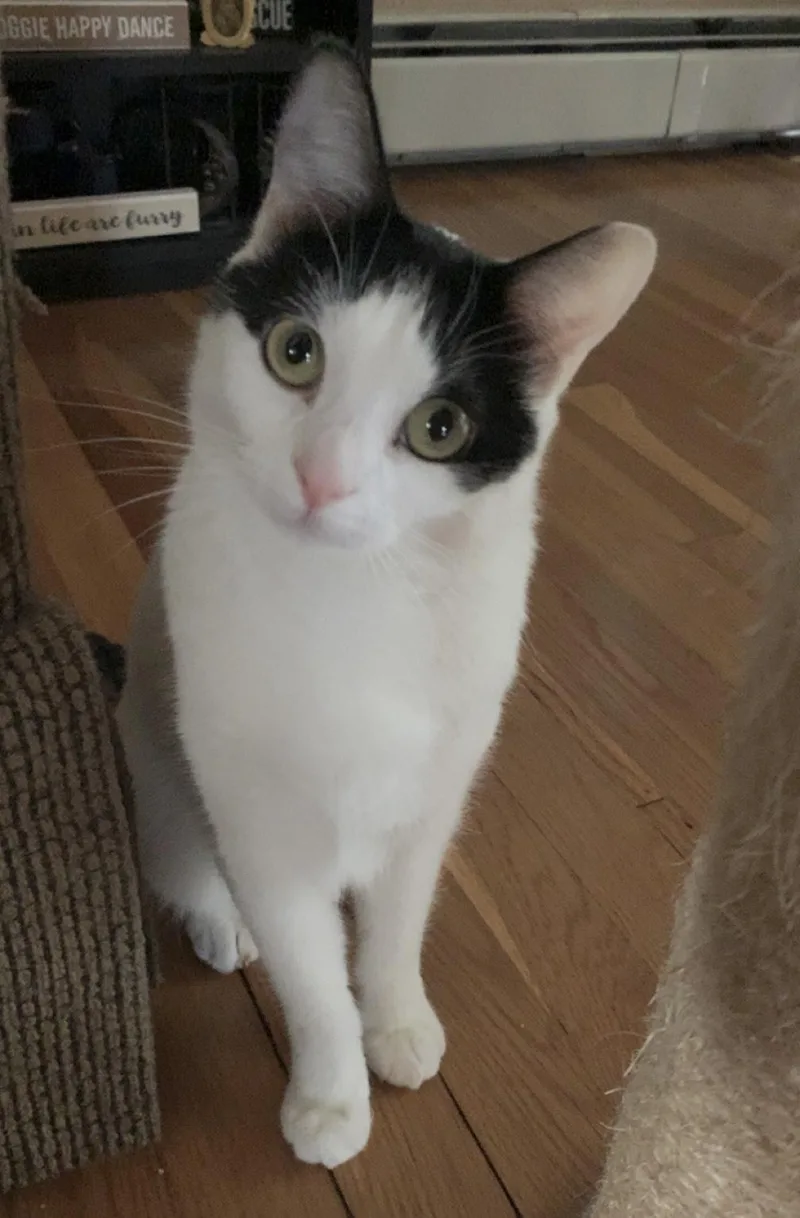 A baby medium-sized female Black & White / Tuxedo Domestic Short Hair cat named Skye And Sriracha for adoption in Salem, NH
