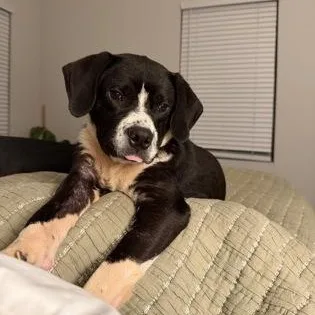 A young medium-sized male Beagle dog named Bowser for adoption in Danbury, CT